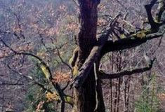 Pozvání na jarní výlet za statnými duby