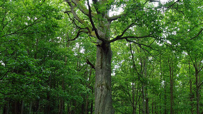 ZANIKLÉ TVRZE V KOZELSKÉM POLESÍ