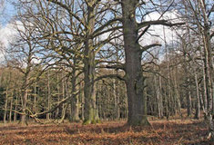 Představení revíru Nechanice