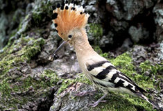 Dudkům se v oborách daří