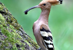 Ptačí budky na Bzenecké doubravě