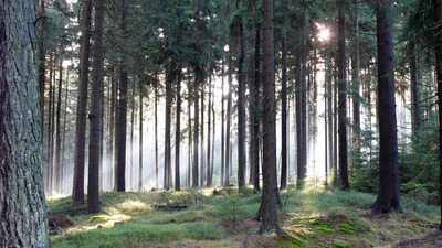 Lesnická naučná stezka Dyleň