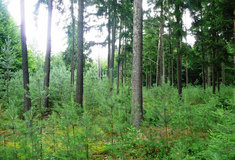 Rozdíly v evidenci vytěženého dříví a výstupech Národní inventarizace lesů jsou pochopitelné, jde o odlišnou metodiku zjišťování objemu dříví