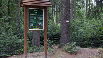 Klokočná – přírodě blízké pěstování lesa