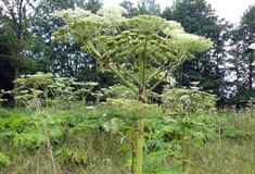 Likvidace bolševníku v Karlovarském kraji stojí Lesy ČR každoročně stovky tisíc korun