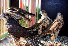 Lesy ČR podporují populace dravých ptáků