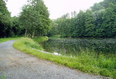 Lesy ČR revitalizovaly Valšovský rybník pod hradem Sovinec na Bruntálsku