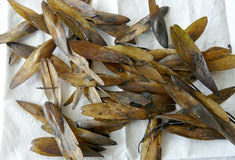 Vracejme české osivo zpět do našich lesů