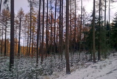 Genetika na cestě k přírodě blízkému lesu