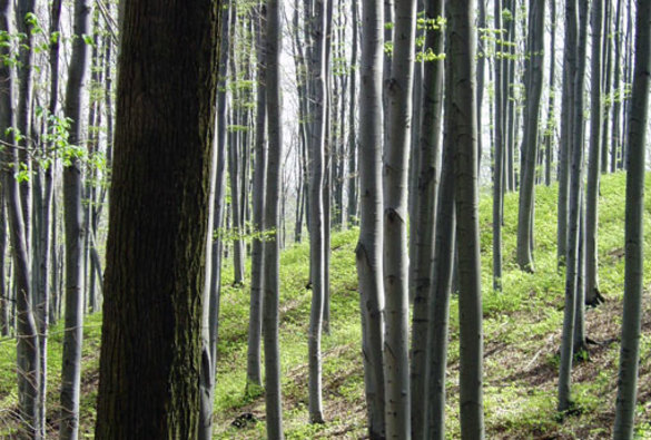Obnova lesa v genové základně Javorník