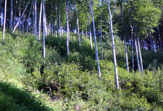 Zkušenosti s problematikou genových základen v oblasti  LS Jablunkov