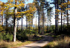 Genové základny na lesní správě Nové Město na Moravě