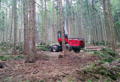 Lesy ČR začaly hodnotit nabídky podané v lesnických tendrech 2017+