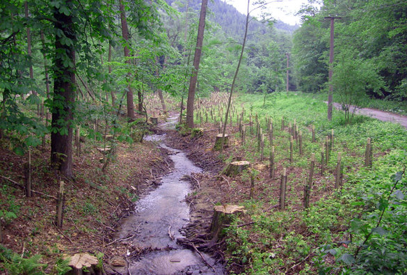 Historie služby lesnicko-technických meliorací a hrazení bystřin na jihovýchodní Moravě