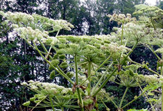 Lesy ČR brání šíření invazních rostlin na Karlovarsku