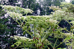 heracleum-mantegazzianum-30.jpg