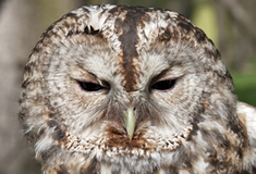 Ochrana lesa spočívá i v ochraně sov