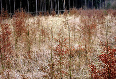 Ochrana lesa –  škody hlodavci