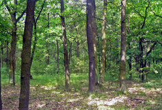 Historické hospodaření v oblasti Hodonína