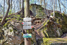 Stručný náhled do historie lesů v krajině kolem Holštejnského hradu