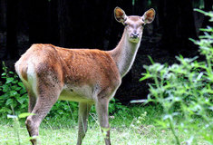 Lesy ČR letos nabídly k pronájmu 23 honiteb