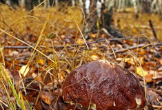 Jak se dostaly houby na svět