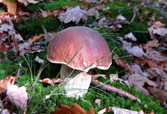 Lesy ČR: sběr hub nesmí poškozovat les