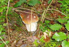 Houby – co jste o nich možná nevěděli