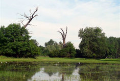 Lesy ČR na Břeclavsku brání přemnožení komárů