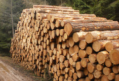 Hospodářský výsledek Lesů ČR za rok 2015 činí před zdaněním 6,49 miliard korun