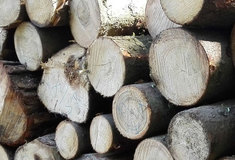 Čeští lesníci požádali firmu IKEA, aby akceptovala systém certifikace zavedený ve většině českých lesů