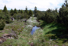 Lesy ČR obnovují původní lesy Krušných hor