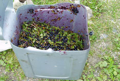 Průmysloví borůvkáři: nevítaní návštěvníci lesů