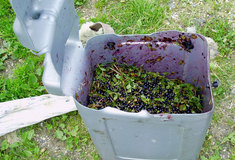 Lesníci kontrolují sběrače borůvek