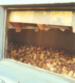 luštění šišek jehličnanů