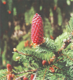 Seed Plant Týniště nad Orlicí 