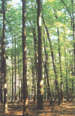 Všeobecný popis do Koliba 