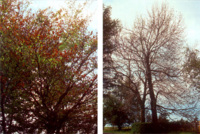 Vývoj živelných škod