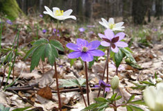 Lesníkovo jaro je spojeno i s přípravou na boj se škůdci