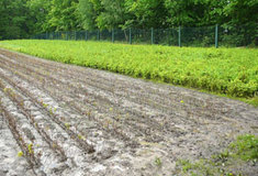 Jaro – zásadní období v obnově lesa