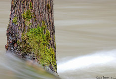 Ve Vlastivědném muzeu Jesenicka se návštěvníci vydají do lesa