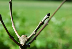 Chřadnutí jasanů v Evropě