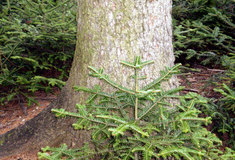 Jedlové lesy u Devíti křížů