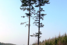 O radhošťské jedli