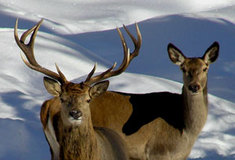 Proč lesníci pečují o zvěř