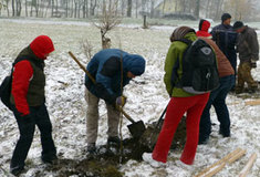 Jeřáb sladkoplodý na Jesenicku