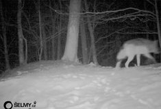 Po deseti letech se do Jeseníků vrátil vlk