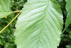 Stromem roku 2011 je JILM