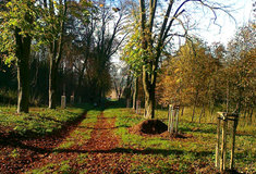 Lesy ČR obnovily jírovcovou alej Hluboká cesta v obci Čejč na Hodonínsku
