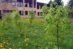 Uplatnění jírovce maďalu rezistentního ke klíněnce jírovcové v oborních chovech